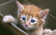 Funny Boy Cat Names 11 Free Hd Wallpaper