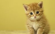 Funny Boy Cat Names 16 Cool Wallpaper