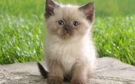 Funny Boy Cat Names 26 Desktop Background