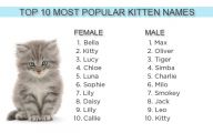 Funny Boy Cat Names 32 Desktop Wallpaper