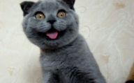 Funny Boy Cat Names 8 Cool Wallpaper