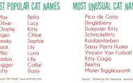 Funny Boy Dog Names 13 Desktop Wallpaper