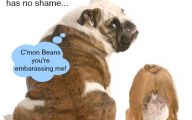 Funny Boy Dog Names 19 Background Wallpaper