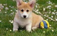 Funny Boy Dog Names 29 Widescreen Wallpaper