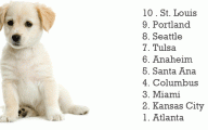 Funny Boy Dog Names 3 Cool Hd Wallpaper