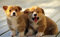 Funny Boy Dog Names 36 Cool Hd Wallpaper