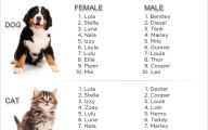 Funny Boy Dog Names 7 Cool Wallpaper