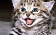 Funny Cat Blog 1 High Resolution Wallpaper