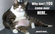 Funny Cat Blog 10 Wide Wallpaper