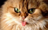 Funny Cat Blog 11 Cool Hd Wallpaper