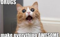 Funny Cat Blog 14 Wide Wallpaper