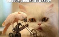 Funny Cat Blog 18 Hd Wallpaper