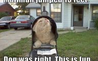 Funny Cat Blog 22 Cool Wallpaper