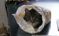 Funny Cat Blog 24 Widescreen Wallpaper