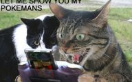 Funny Cat Blog 26 High Resolution Wallpaper