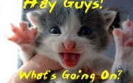 Funny Cat Blog 7 Free Hd Wallpaper