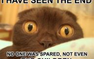 Funny Cat Blog 9 Hd Wallpaper