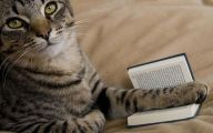 Funny Cat Books 10 Wide Wallpaper