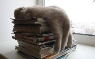 Funny Cat Books 11 Cool Hd Wallpaper