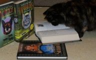 Funny Cat Books 13 Widescreen Wallpaper