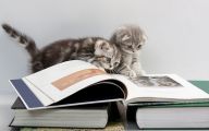 Funny Cat Books 17 Wide Wallpaper