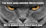 Funny Cat Books 18 Desktop Background