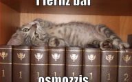 Funny Cat Books 19 Cool Hd Wallpaper