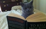 Funny Cat Books 2 High Resolution Wallpaper