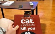 Funny Cat Books 3 Wide Wallpaper