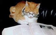 Funny Cat Books 33 Cool Hd Wallpaper