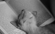 Funny Cat Books 34 Cool Hd Wallpaper