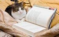 Funny Cat Books 35 Hd Wallpaper