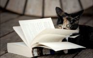 Funny Cat Books 38 Free Wallpaper