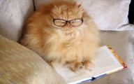 Funny Cat Books 6 Hd Wallpaper