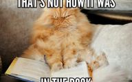 Funny Cat Books 9 Cool Wallpaper