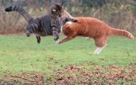 Funny Cat Fight 15 Cool Hd Wallpaper