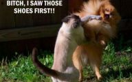 Funny Cat Fight 16 Desktop Wallpaper