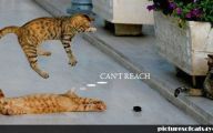 Funny Cat Fight 18 Cool Hd Wallpaper