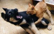 Funny Cat Fight 21 Wide Wallpaper