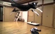 Funny Cat Fight 24 Hd Wallpaper