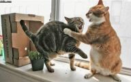 Funny Cat Fight 25 Hd Wallpaper