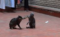 Funny Cat Fight 31 Free Wallpaper