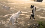 Funny Cat Fight 34 Widescreen Wallpaper