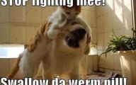 Funny Cat Fight 35 Free Wallpaper