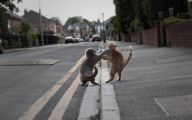 Funny Cat Fight 38 Hd Wallpaper