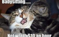 Funny Cat Fight 39 Cool Hd Wallpaper