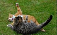 Funny Cat Fight 40 Cool Hd Wallpaper