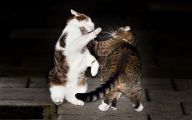 Funny Cat Fight 41 Desktop Background