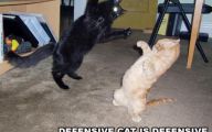 Funny Cat Fight 5 Free Hd Wallpaper