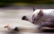 Funny Cat Games 1 Cool Wallpaper